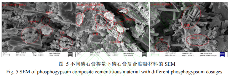 不同磷石膏掺量下磷石膏复合胶凝材料的 SEM 不同磷石膏掺量下磷石膏复合胶凝材料的 SEM
