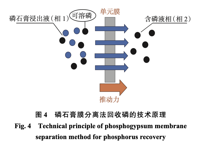 图4 磷石膏膜分离法回收磷的技术原理