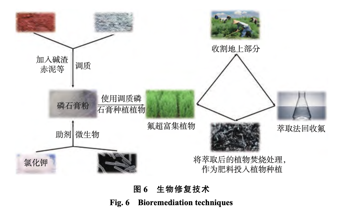 图6生物修复技术